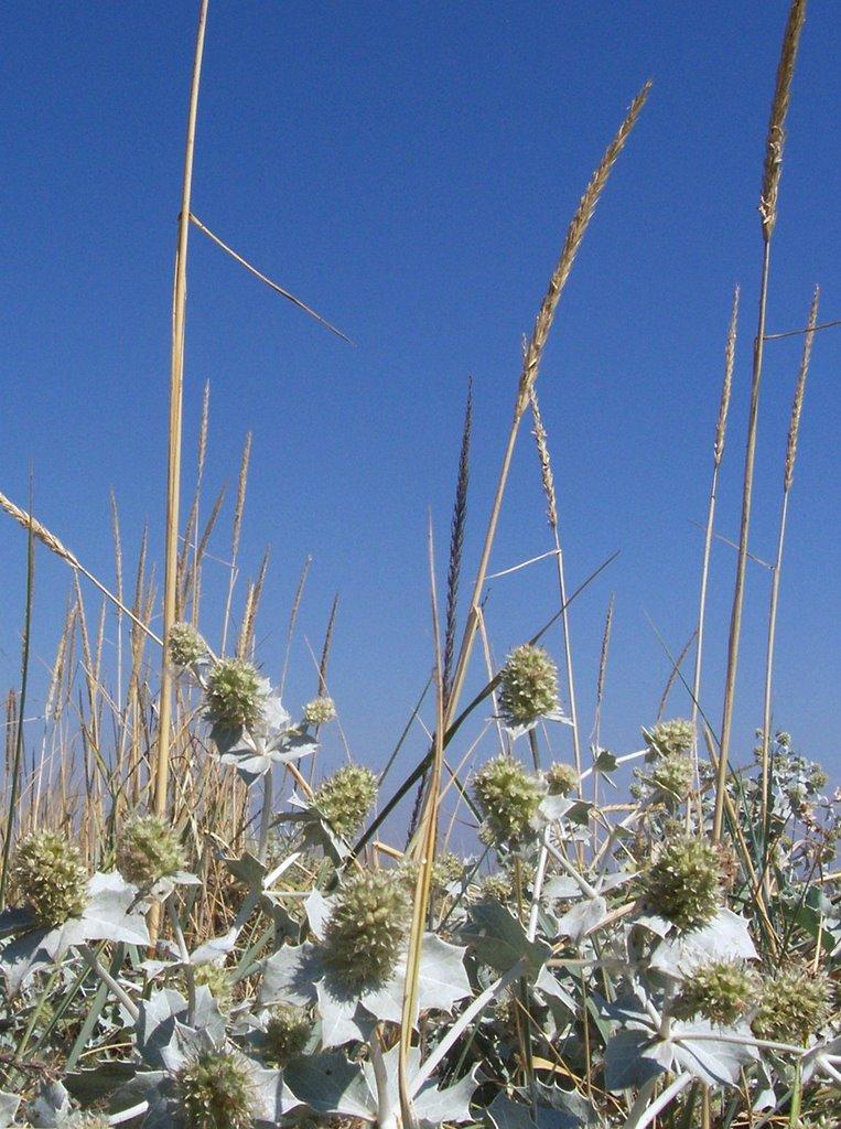 Очаків з panoramio.com - Очаков