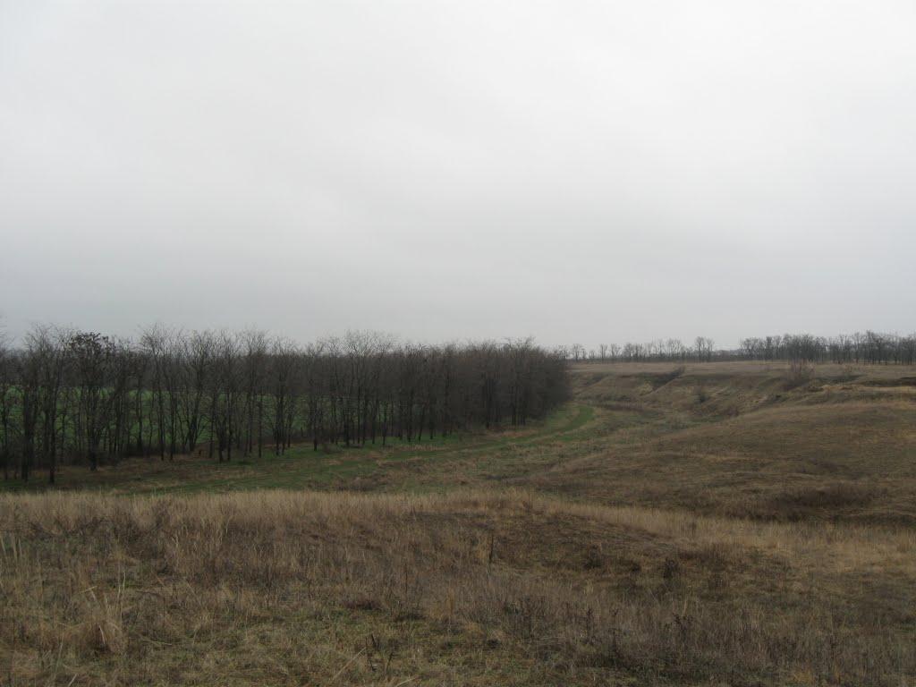 Роза з panoramio.com - Роза