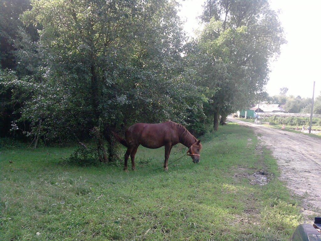 Білоусівка з panoramio.com - Білоусівка