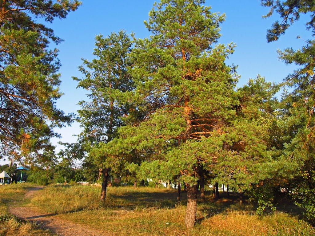 Щурове з panoramio.com - Щурово