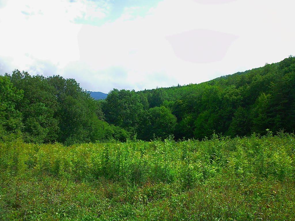 Щасливе з panoramio.com - Щасливе