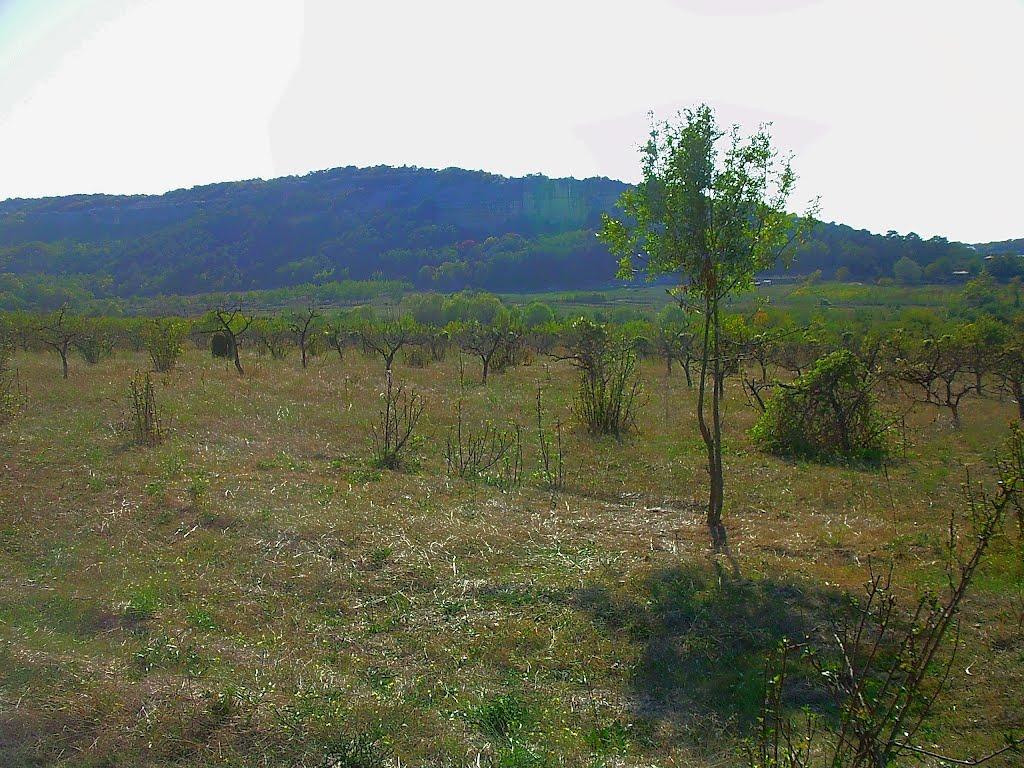 Красний Мак з panoramio.com - Красный Мак