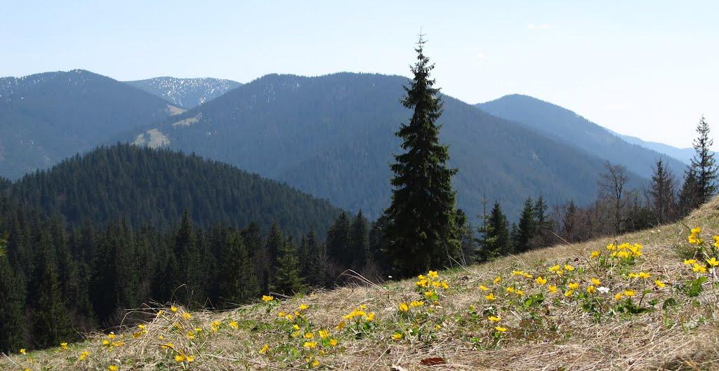 Синевирська Поляна з panoramio.com - Синевирская Поляна