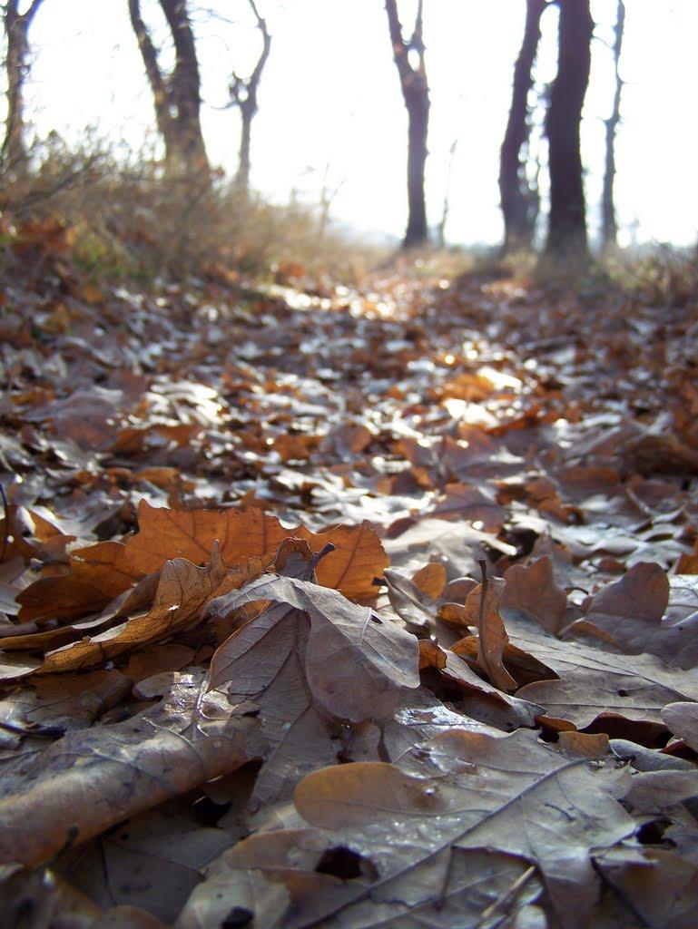 Ровеньки з panoramio.com - Ровеньки