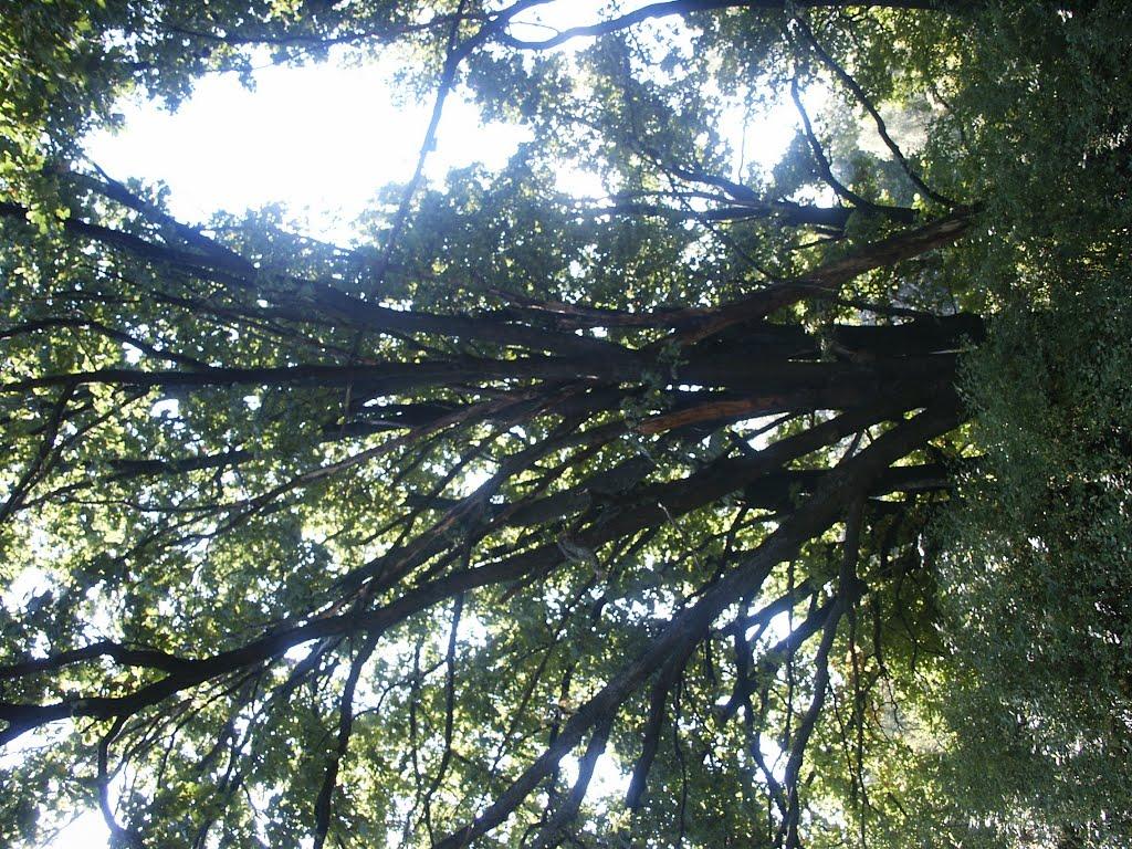 Андріївка з panoramio.com - Андреевка