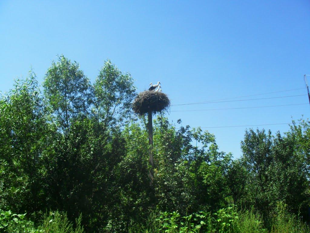 Базаліївка з panoramio.com - Базаліївка