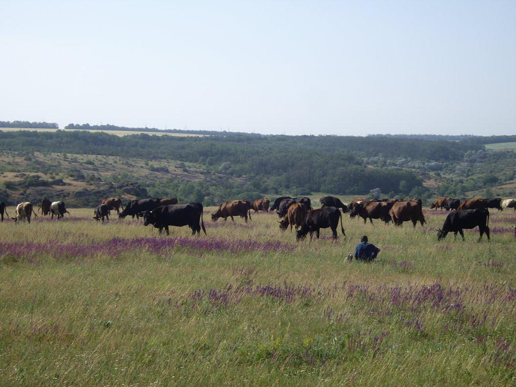 Петропавлівка з panoramio.com - Petropavlivka