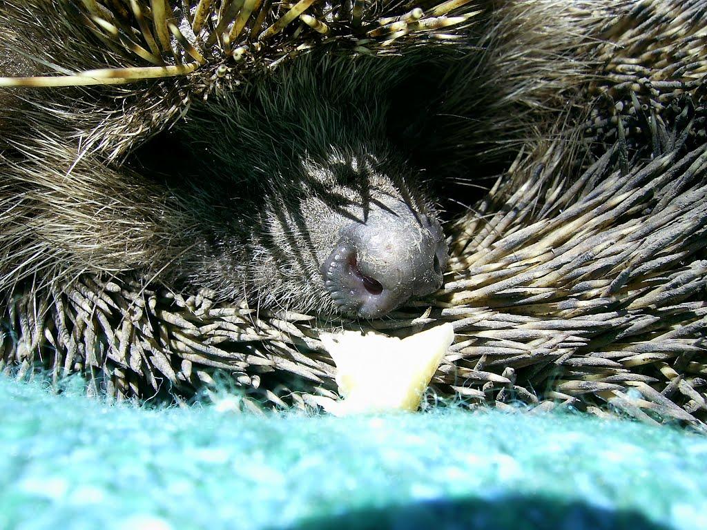 Пашена Балка з panoramio.com - Пашеная Балка