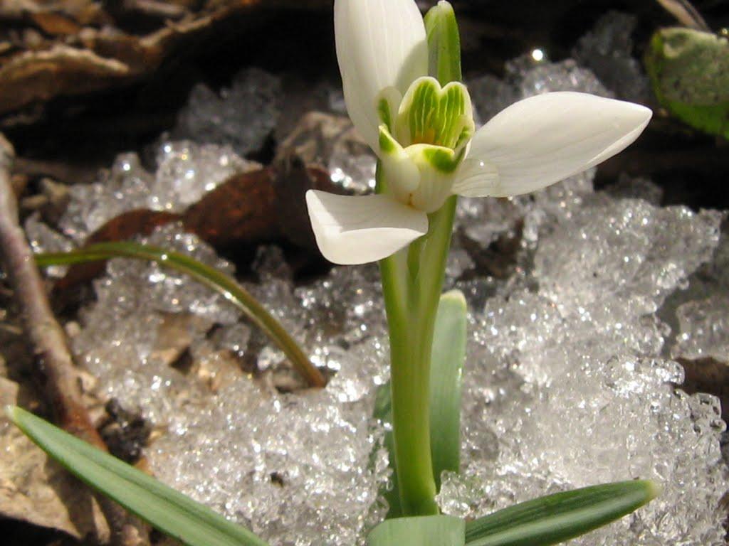 Вербовець з panoramio.com - Вербовець