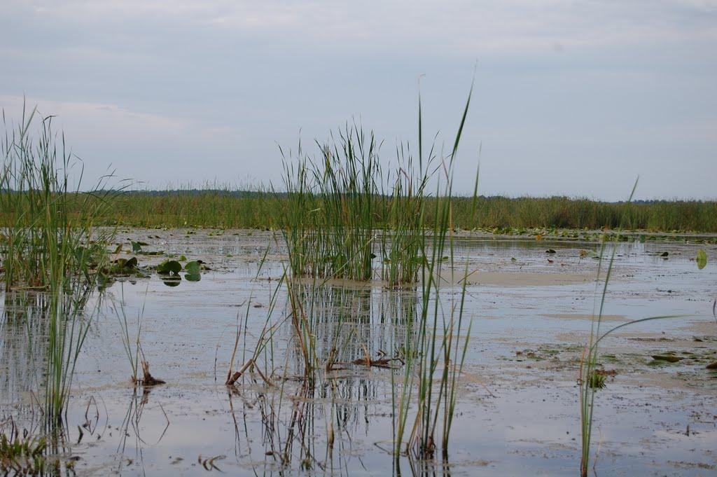 Щитинська Воля з panoramio.com - Щитинська Воля
