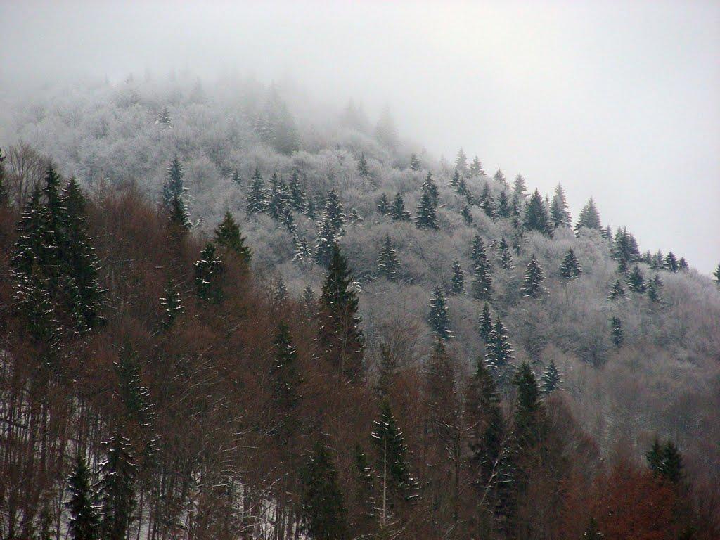 Усть-Чорна з panoramio.com - Усть-Чорна