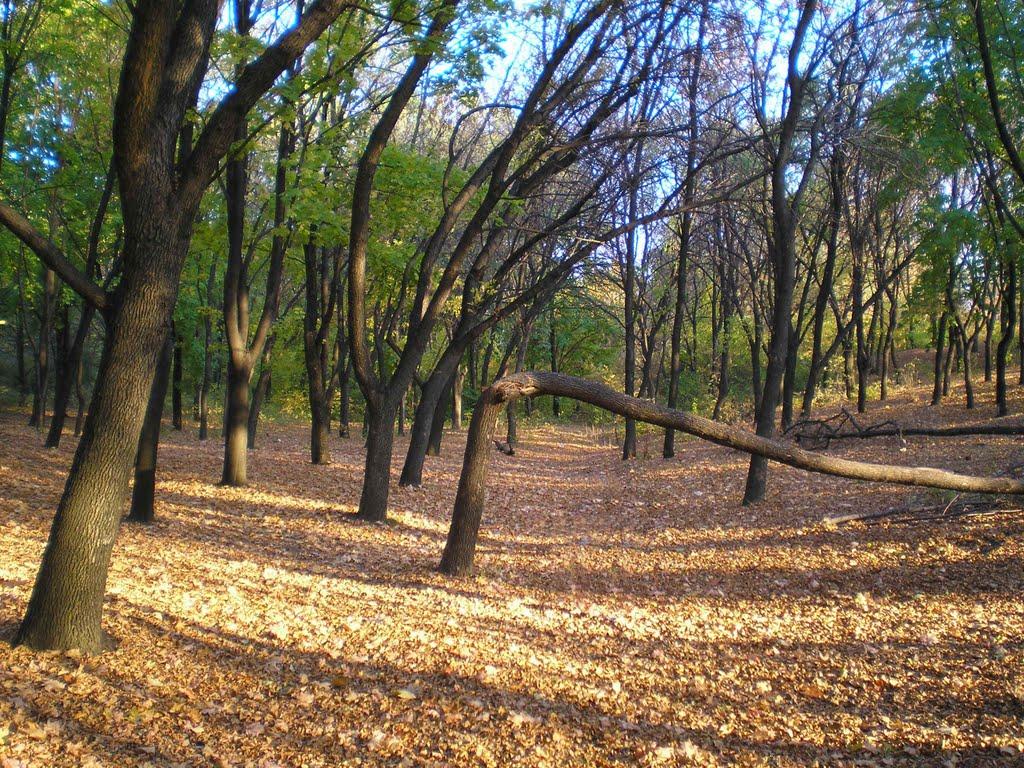 Добропілля з panoramio.com - Доброполье