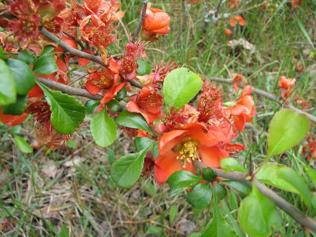 Авдіївка з panoramio.com - Авдіївка