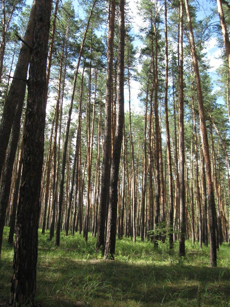 Діброва з panoramio.com - Диброва