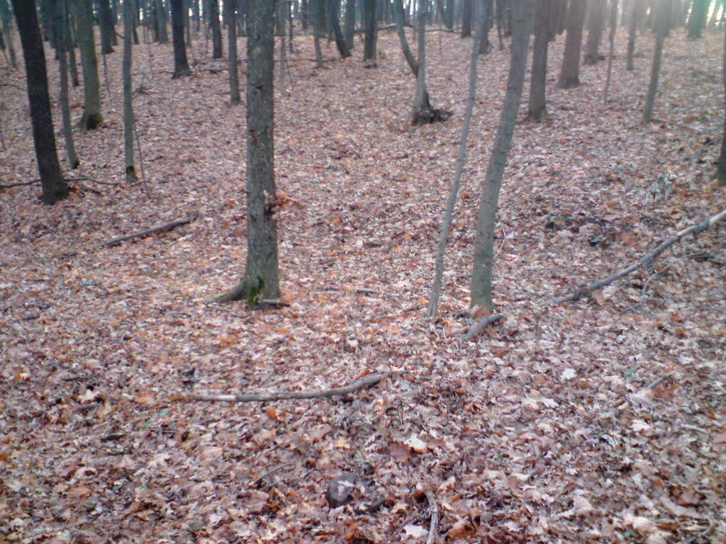 Олефірщина з panoramio.com - Олефірщина