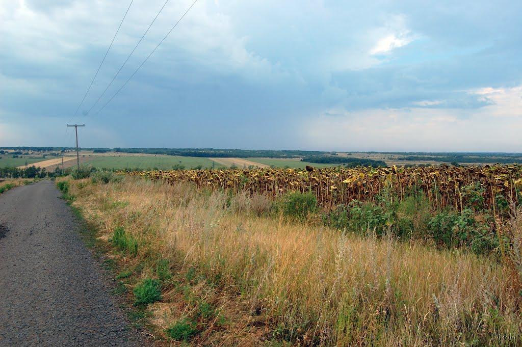 Суровцівка з panoramio.com - Surovtsivka