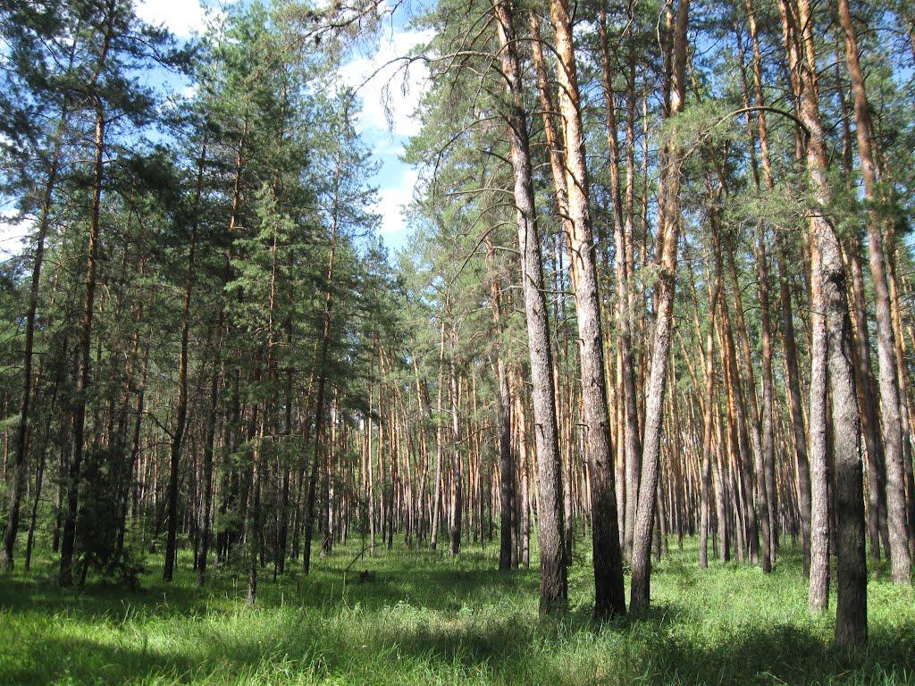 Пискунівка з panoramio.com - Пискунівка