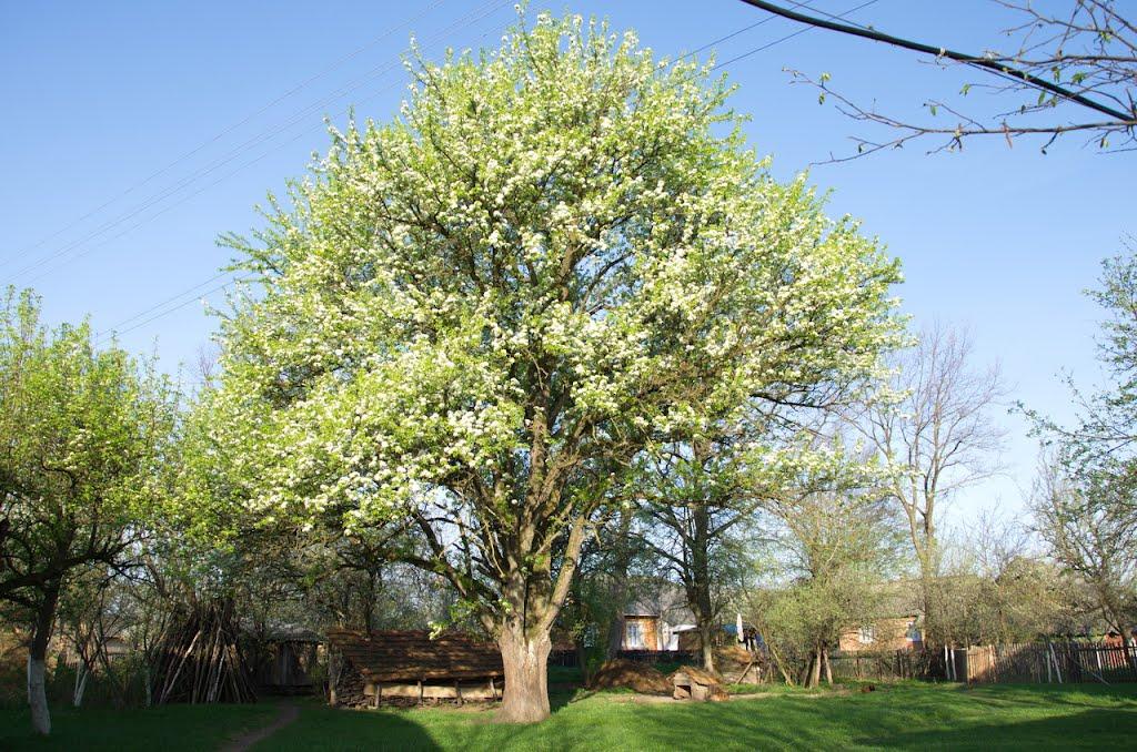 Волосів з panoramio.com - Волосів