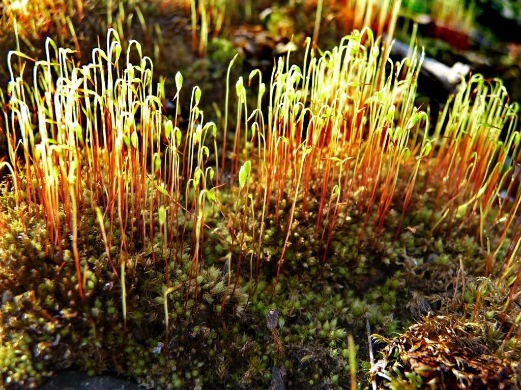 Новосілка з panoramio.com - Новосілка