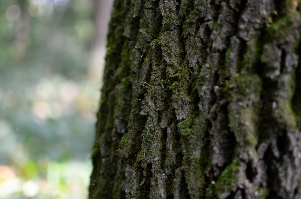 Новошевченкове з panoramio.com - Новошевченкове