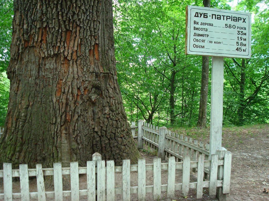 Буки з panoramio.com - Буки