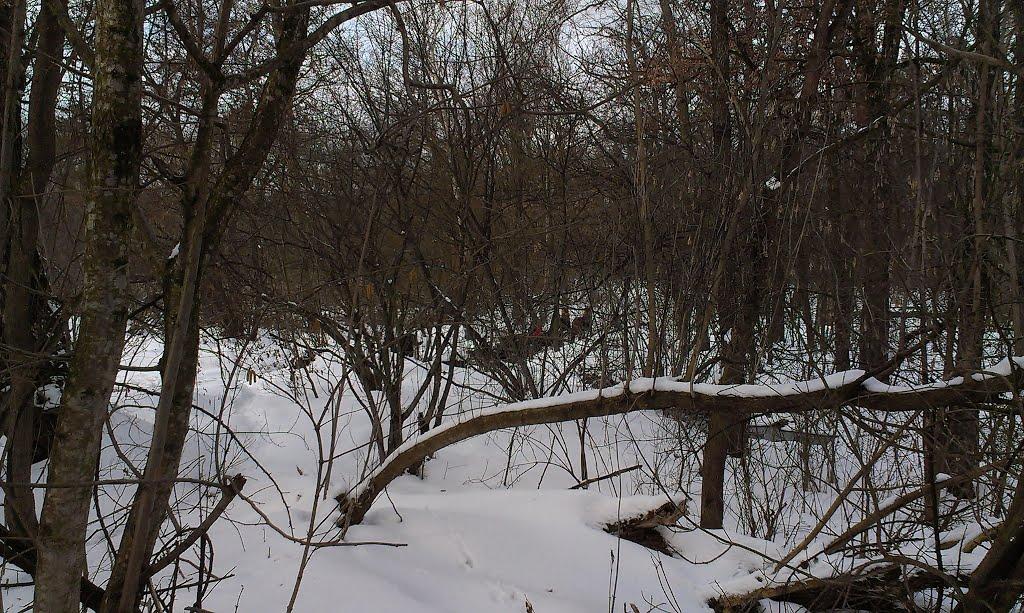 Клевань з panoramio.com - Клевань