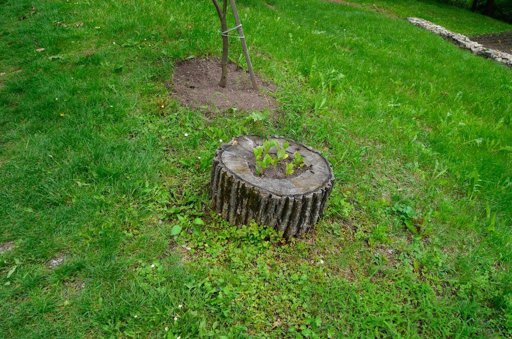 Язловець з panoramio.com - Язловец