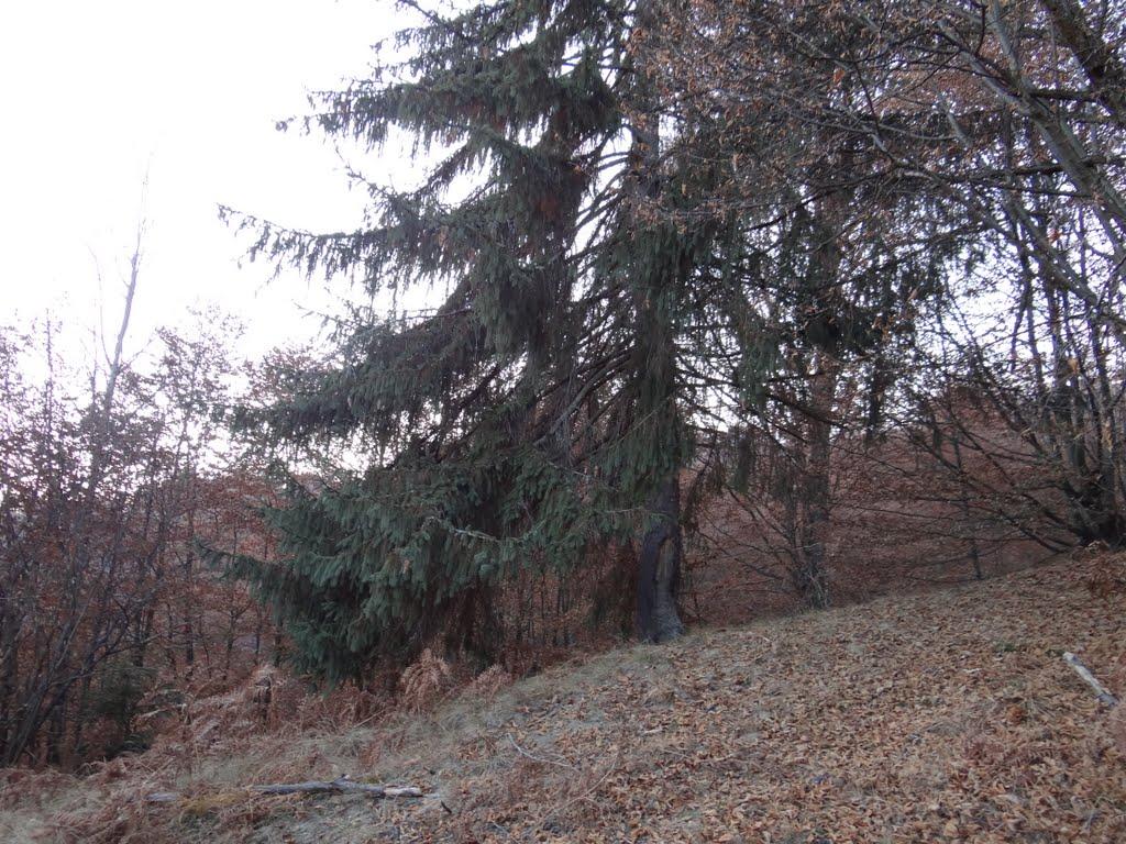 Хмелів з panoramio.com - Хмелів