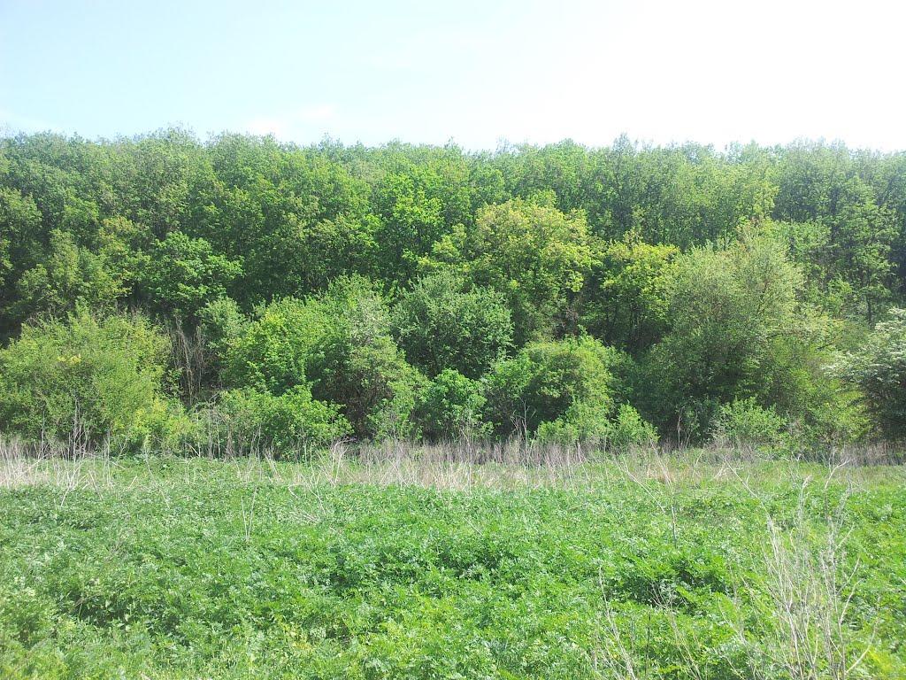 Каштанове з panoramio.com - Каштанове