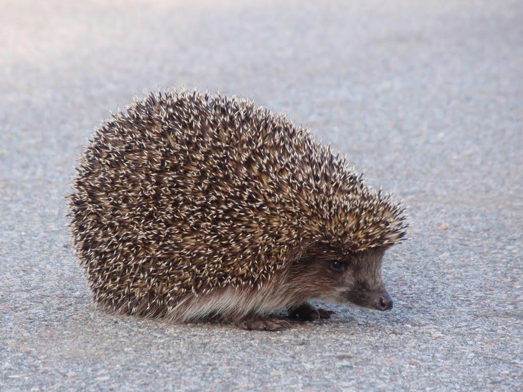 Неданчичі з panoramio.com - Неданчичі