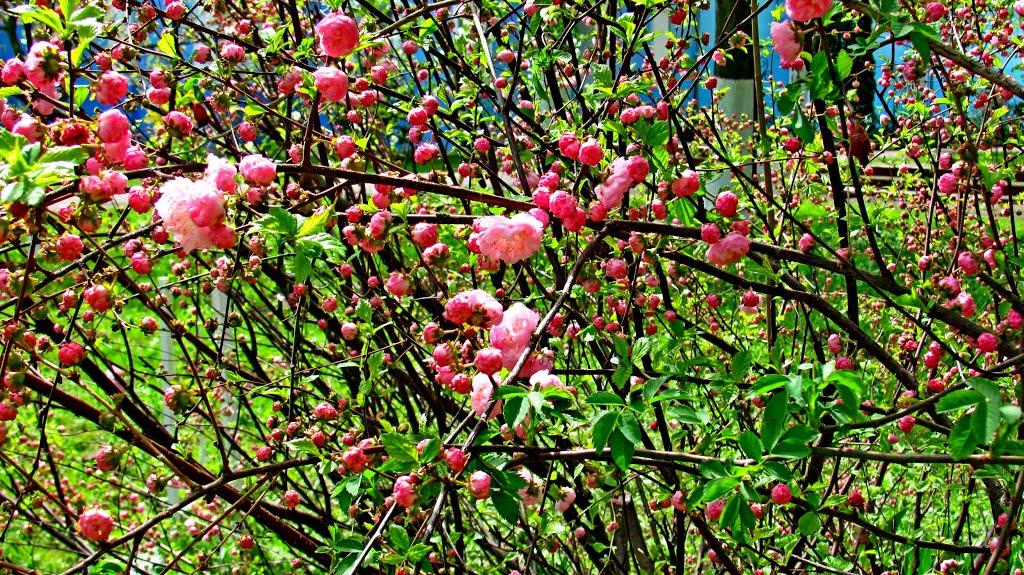 Городок з panoramio.com - Городок