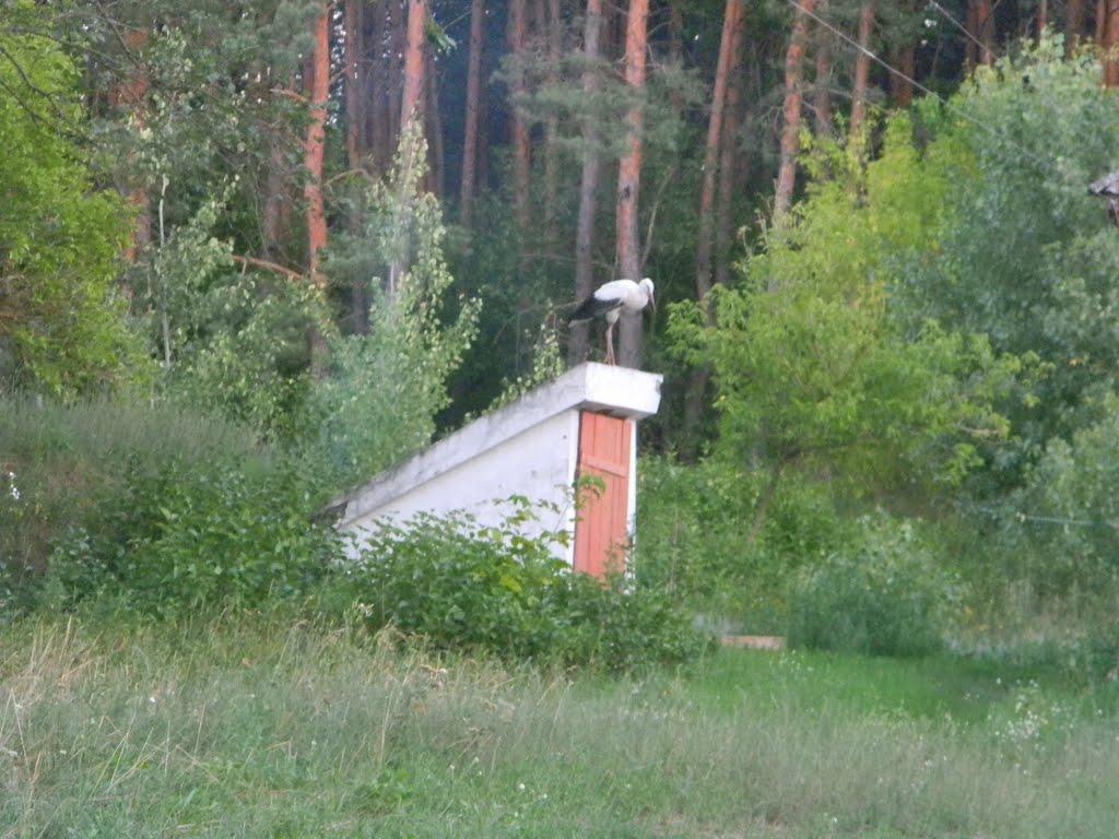 Білозір'я з panoramio.com - Білозір'я