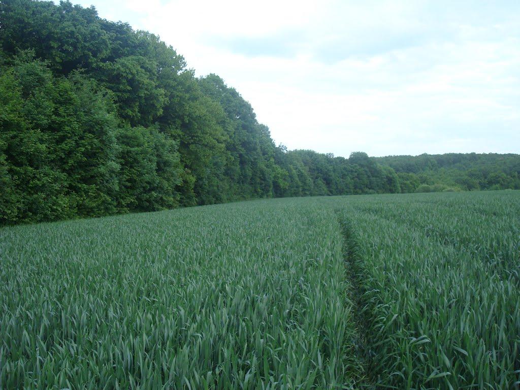 Ставчани з panoramio.com - Ставчаны