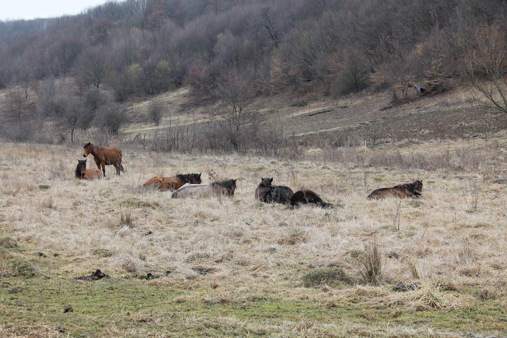 Малий Березний з panoramio.com - Малий Березний