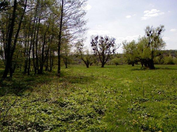 Дмитренки з panoramio.com - Дмитренки