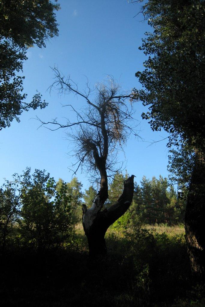 Юганівка з panoramio.com - Югановка