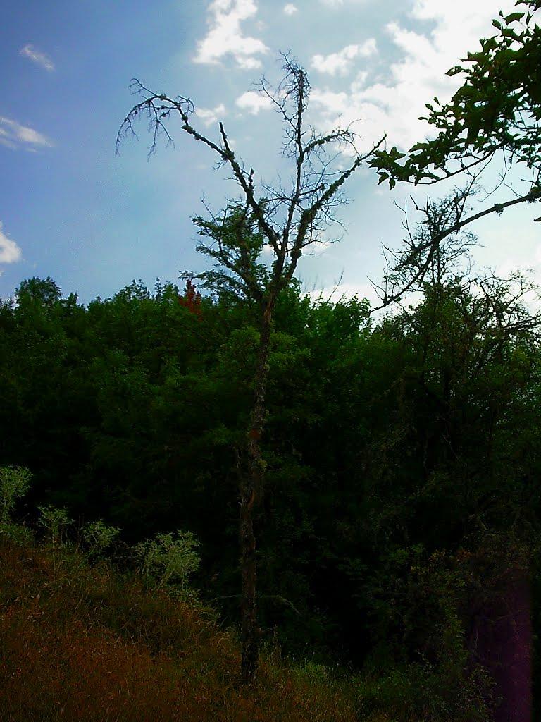 Голубинка з panoramio.com - Голубинка