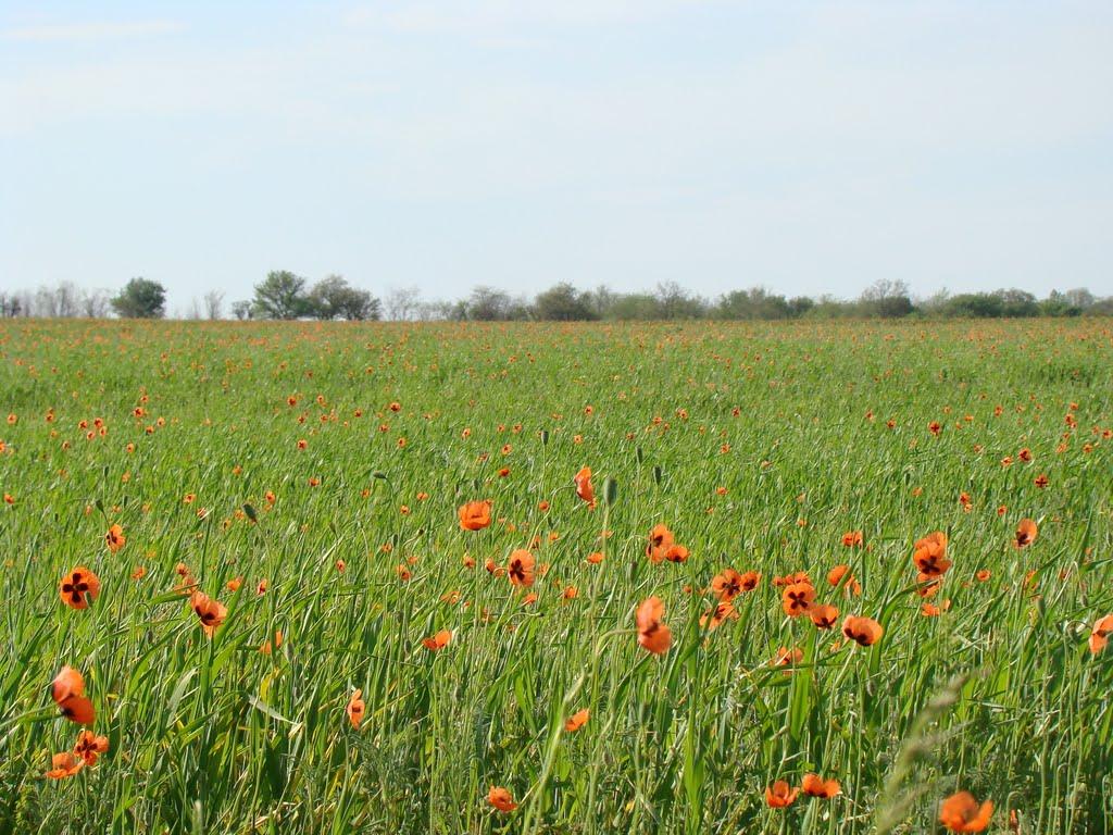 Червоногірка з panoramio.com - Червоногорка