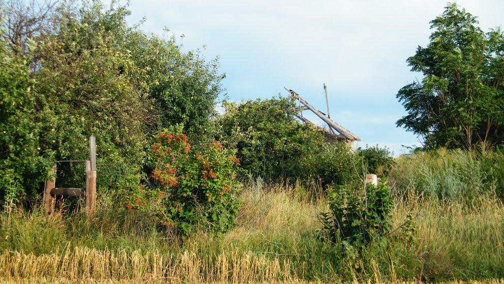 В'язівка з panoramio.com - Вязовка