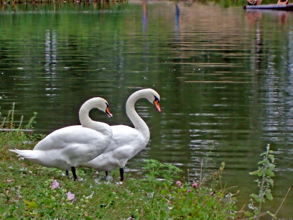 Комсомольськ з panoramio.com - Комсомольськ