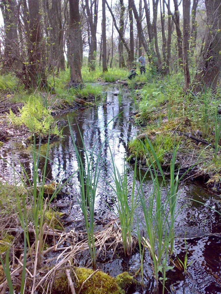 Буркути з panoramio.com - Буркути