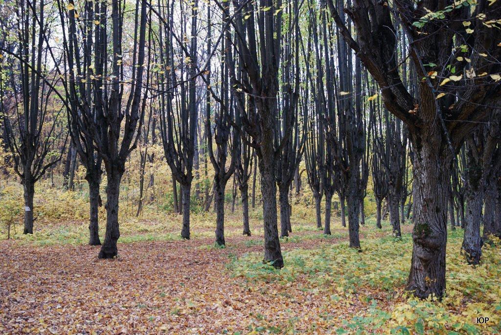 Шарівка з panoramio.com - Шарівка