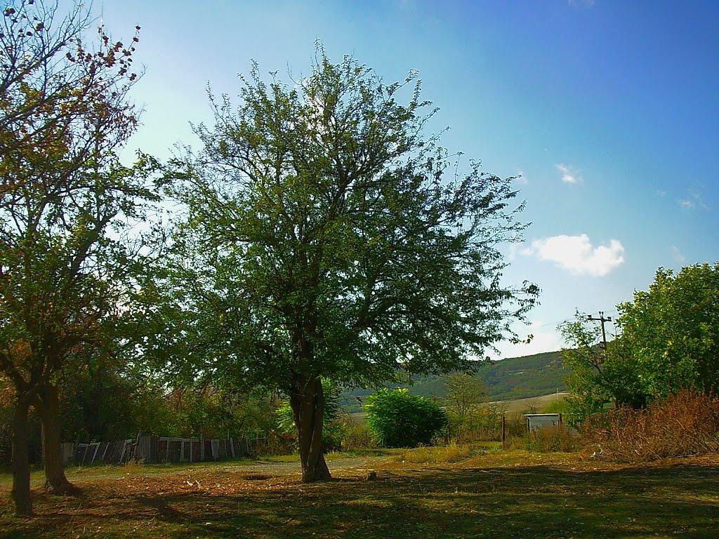 Ароматне з panoramio.com - Ароматное