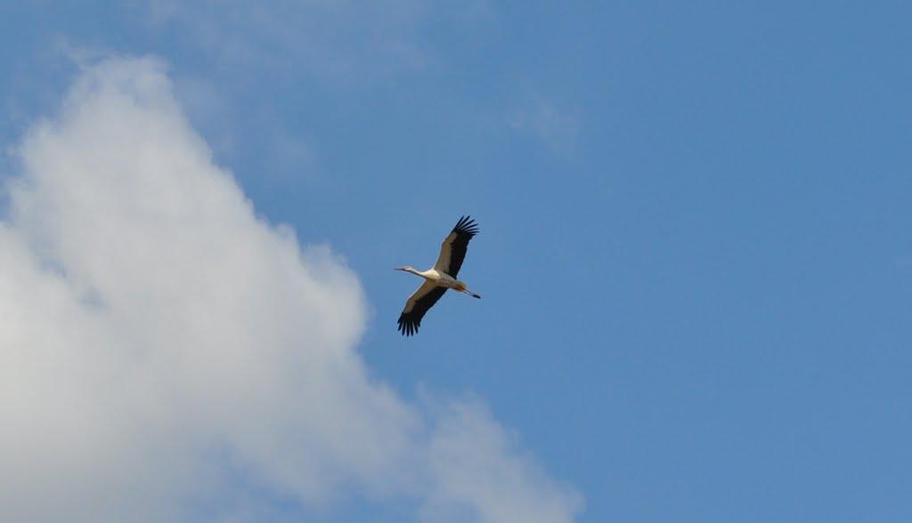 Паришків з panoramio.com - Парышков