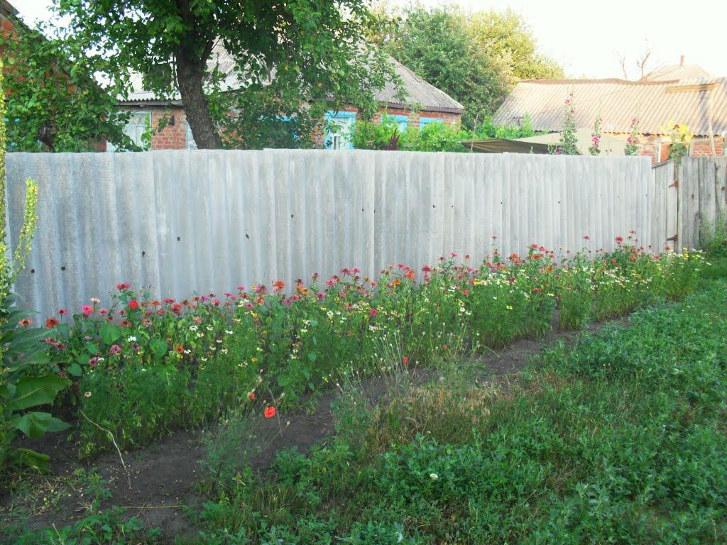 Базаліївка з panoramio.com - Базаліївка