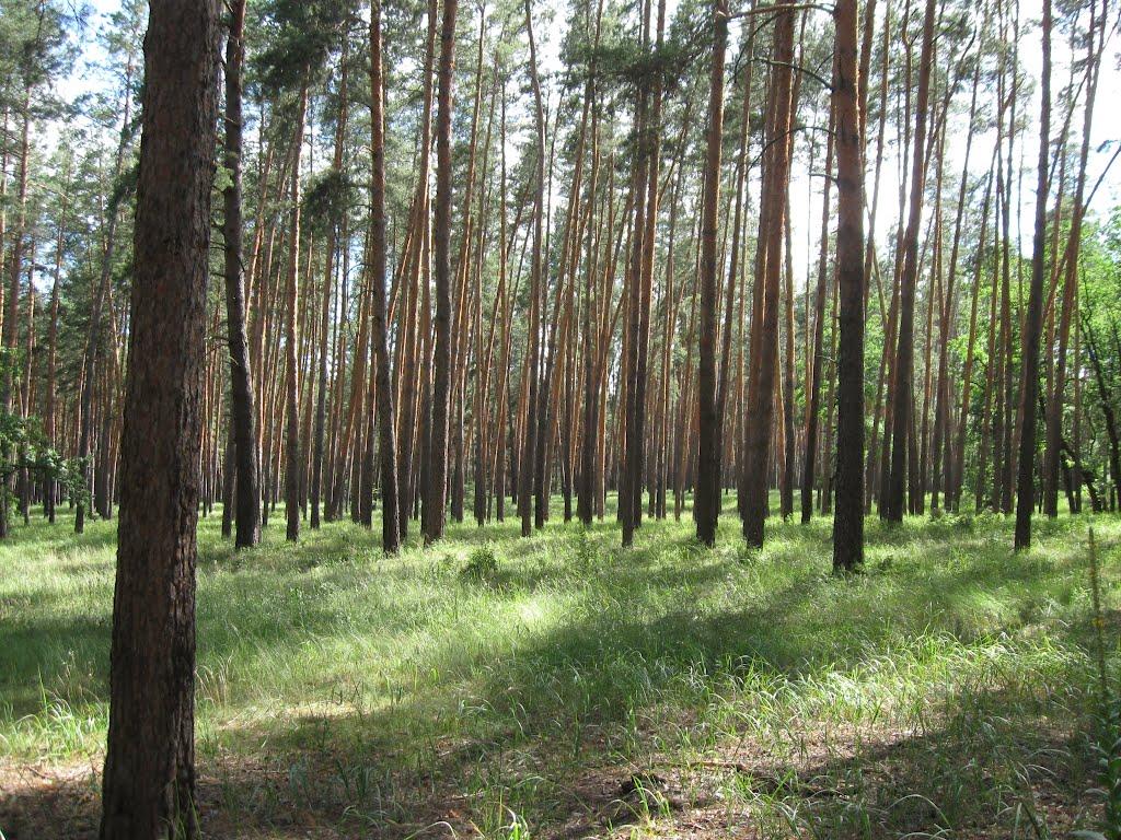 Діброва з panoramio.com