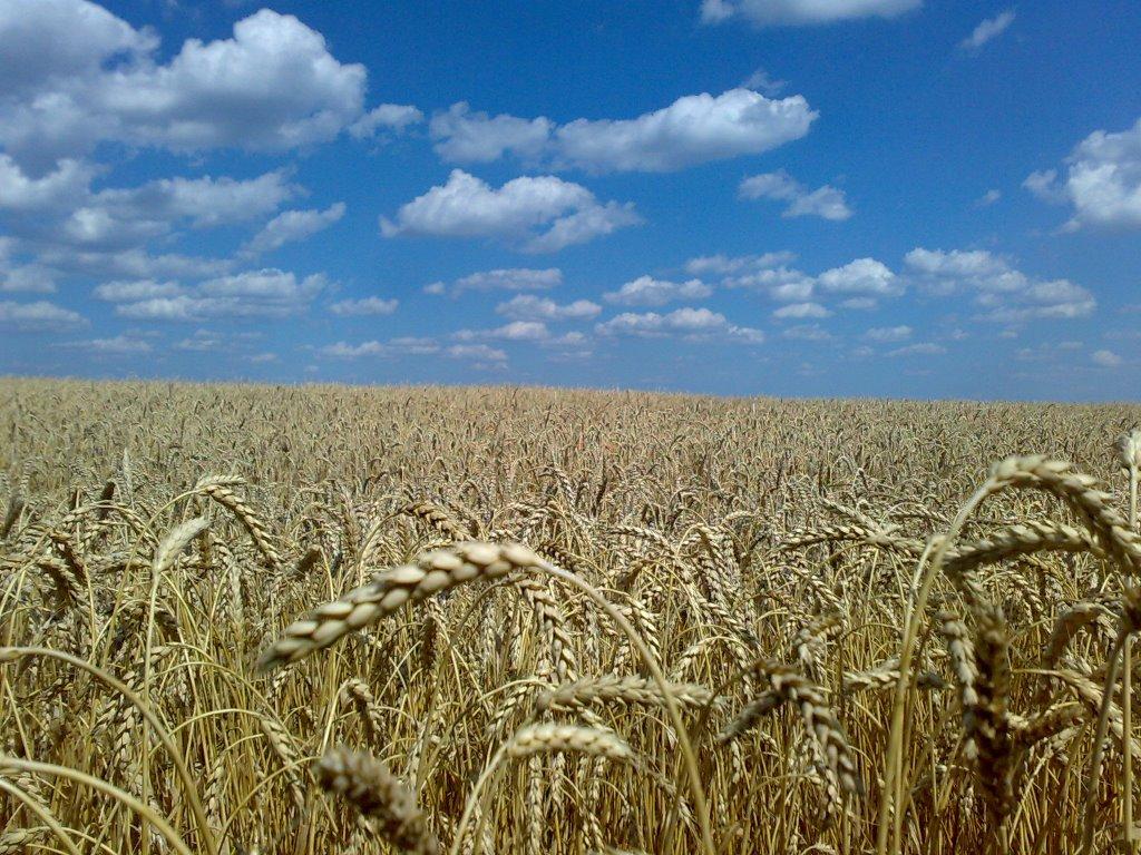 Дмитрашківка з panoramio.com - Дмитрашківка