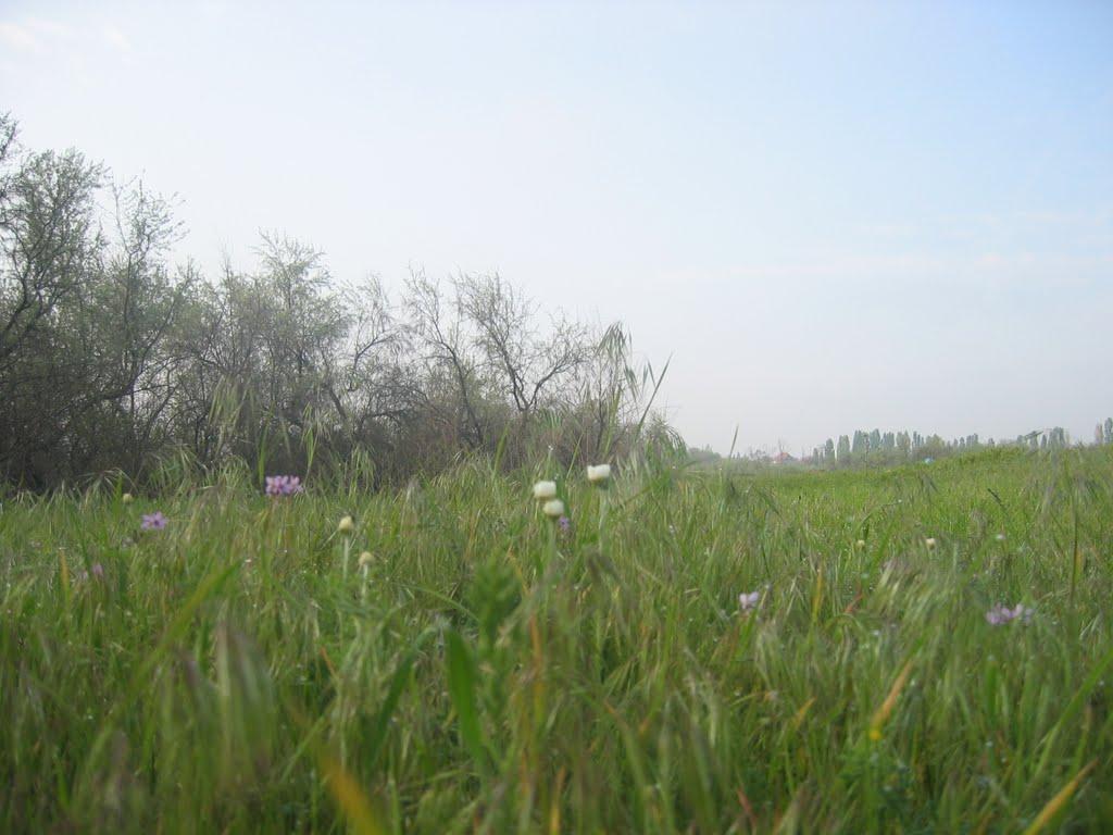 Прибережне з panoramio.com - Прибережне