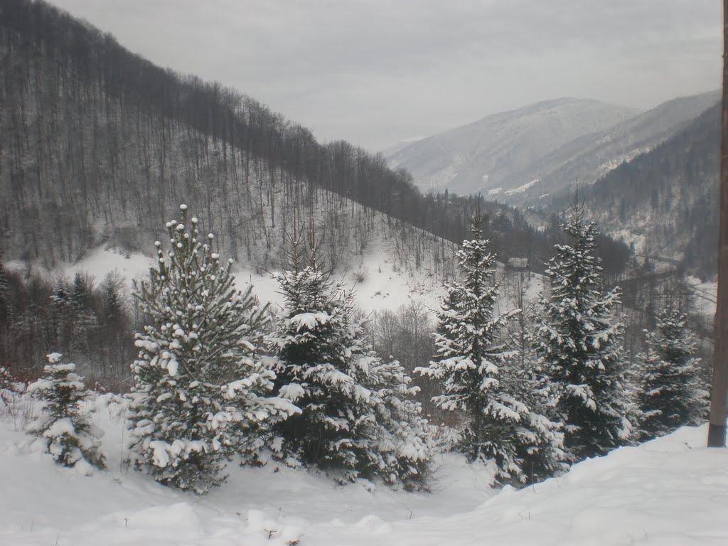 Усть-Чорна з panoramio.com - Усть-Чорна