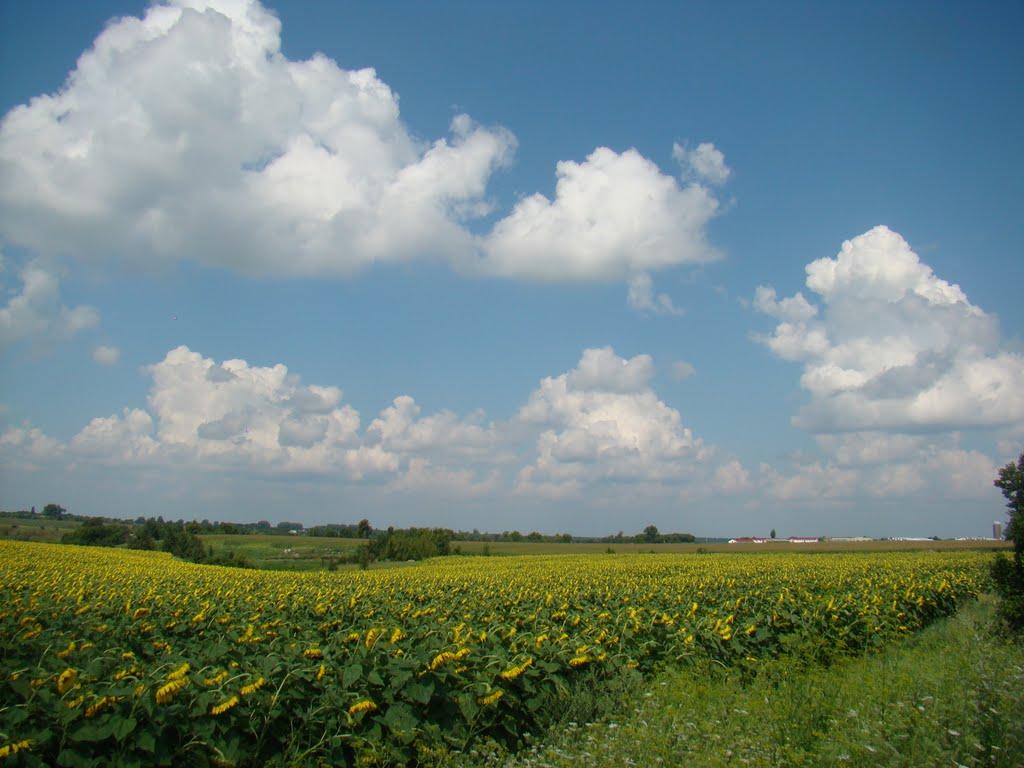 Халча з panoramio.com - Халча